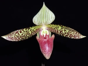 Image de Paphiopedilum sukhakulii 4